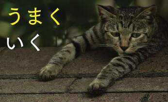 人気猫写真家・沖昌之の新刊写真集『明日はきっとうまくいく』を3月13日に発売!