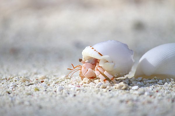 ヤドカリ、ちっちゃい。でも、タラバガニとは仲間どうし。