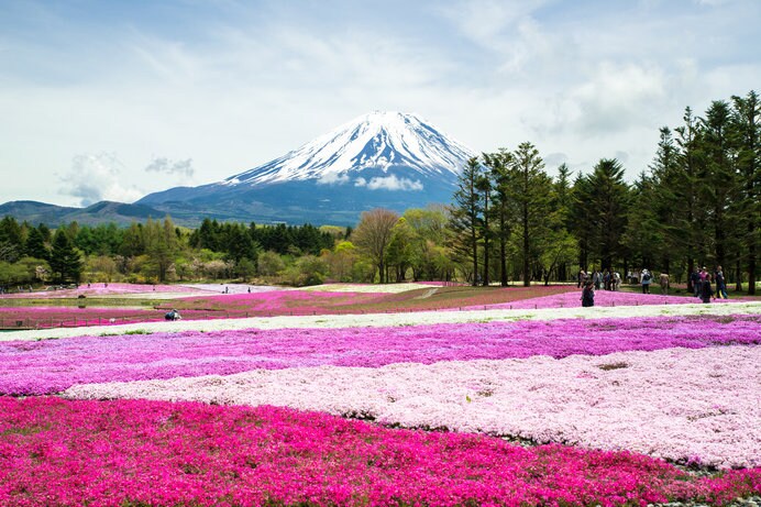 芝桜と富士山の織りなす絶景「富士芝桜まつり」
