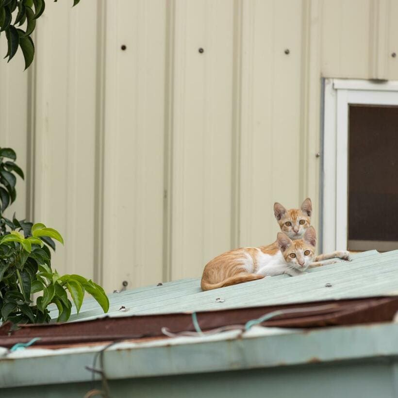 Ｃａｎｏｎ　ＥＯＳ－１Ｄ　Ｘ　Ｍａｒｋ　ＩＩＩ・ｆ５・１／１０００秒・ＩＳＯ３２０（撮影／猫写真家・沖昌之）