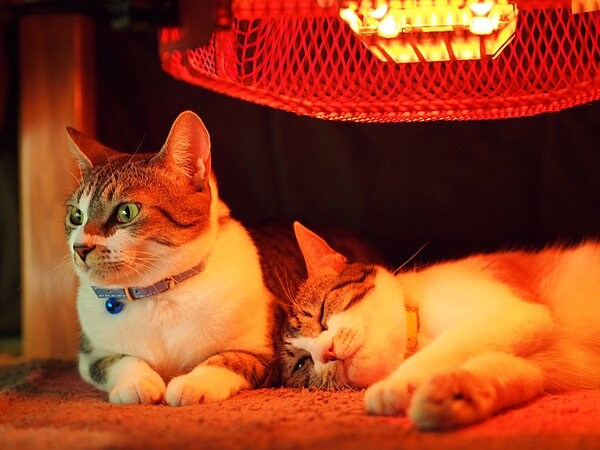 ネコなどのペットの低温やけどや、こたつ内の酸欠にも気をつけて