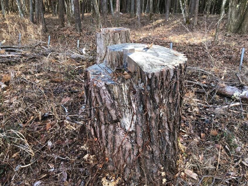 大木などが伐採された山梨県忍野村、富士箱根伊豆国立公園の一角