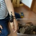 カブトムシが育ちました!【編集部blog】