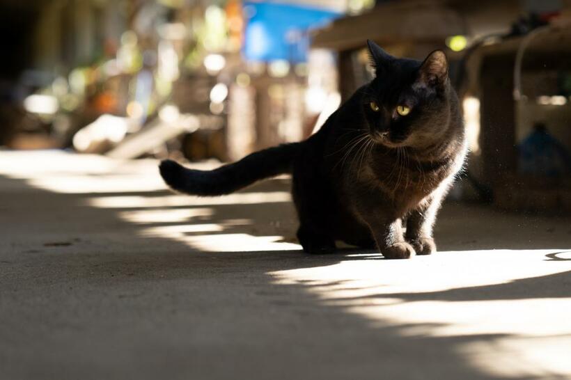 飼育施設の片隅で日向ぼっこ。近くには、ヤギ、ヒツジ、ブタ、ロバ、ラマなど〝大きなお友達〟がいるが、動じない