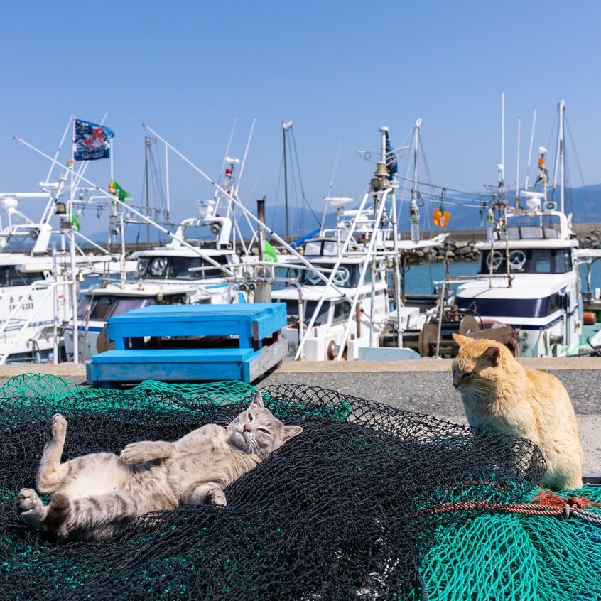 Canon EOS R1・f7.1・1/1600秒・ISO200(撮影/猫写真家・沖昌之)