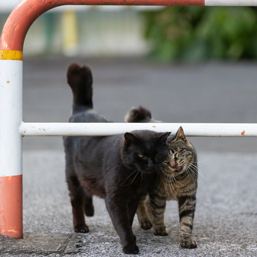Canon EOS-1D X Mark III・f3.2・1/1000秒・ISO1000(撮影/猫写真家・沖昌之)