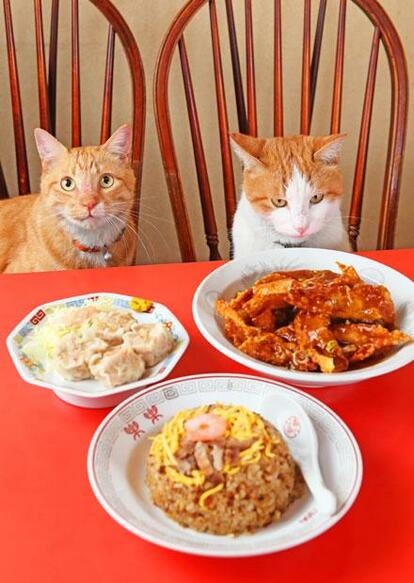 楽楽 あんかけ揚げワンタン
<br />以前飼っていた猫がいなくなった後、お客さんが2匹の子猫を譲ってくれた。兄のコロン(右)はおとなしくて店内にいる時間が長いが、栗色の弟・マロンはやんちゃで外が大好き。近所の小学1年生の登校に合わせて通学路に遊びに出かける。創業以来の名物料理であるあんかけ揚げワンタン1050円、五目チャーハン740円、特選シューマイ420円。税込み (撮影/写真部・加藤夏子)