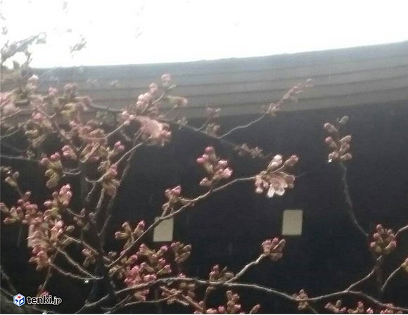 冷たい雨の中、開花した東京都心の桜の標本木（靖国神社）若宮予報士撮影