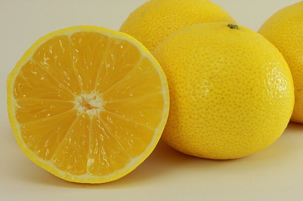 「湘南ゴールド」はレモンに似ているけど、実は甘いんです !!