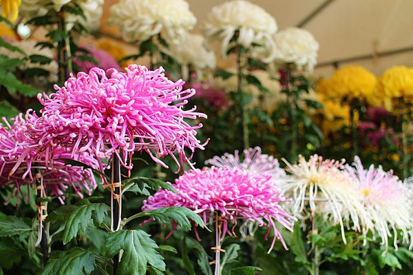 関東で開催される菊花展にお出かけしてみては？
