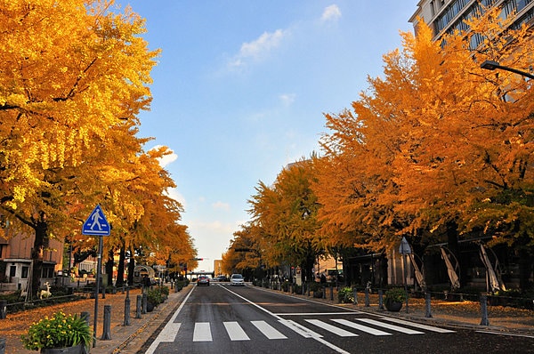 晩秋、青空と黄金色のコントラストも美しい日本大通り