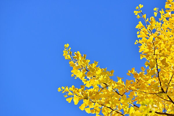 黄色い色素カロテノイドが黄葉を引き起こす