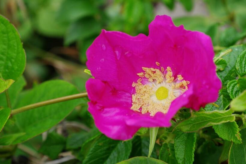 蕾をお茶にして飲むとよい「ハマナスの花」　写真・PhotoAC