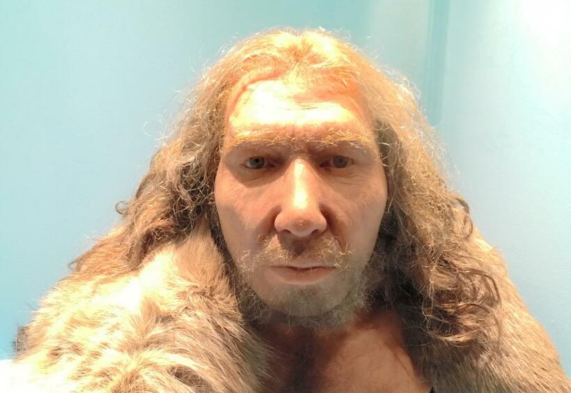 ネアンデルタール人の顔の復元模型。ドイツ・ボンのライン州立博物館