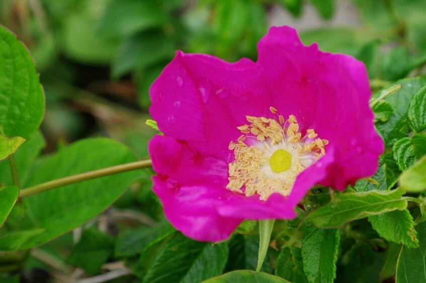 蕾をお茶にして飲むとよい「ハマナスの花」 写真・PhotoAC