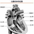 動悸・息切れは年のせいじゃない!? 心臓弁膜症の可能性も