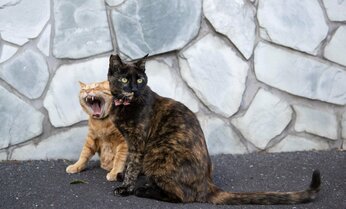 【沖昌之】茶トラとサビはとっても仲良し 「はい、チーズゥ!」「…(かわいく撮ってニャ)