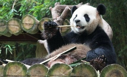 中国がパンダを送る国の条件とは？　カタールにはいるけどドバイにはいない！【パンダ外交の秘密】