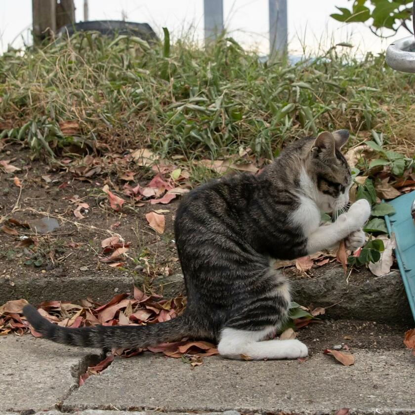 Ｃａｎｏｎ　ＥＯＳ－１Ｄ　Ｘ　Ｍａｒｋ　ＩＩＩ・ｆ／５・１／１０００秒・ＩＳＯ１２５０（撮影／猫写真家・沖昌之）