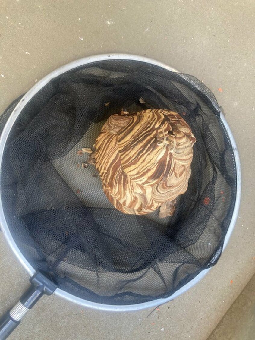 今年の夏のスズメバチの巣はソフトボールよりやや大きいくらいで、例年に比べて明らかに小さい＝ヨシダ消毒提供
