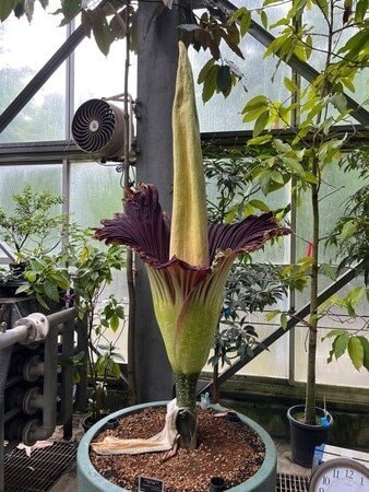 写真・図版(1枚目)| 【国立科学博物館 筑波実験植物園】世界で最も大きな「花」のひとつショクダイオオコンニャクが開花します!