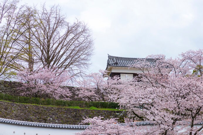 画像は、桜に彩られる臼杵城址（大分県）