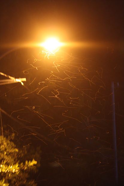 夜、街頭に集まるイエシロアリ。光に反射して光跡となっている。これはまだ少ない方(2011年6月小笠原村父島にて 写真:有川美紀子)