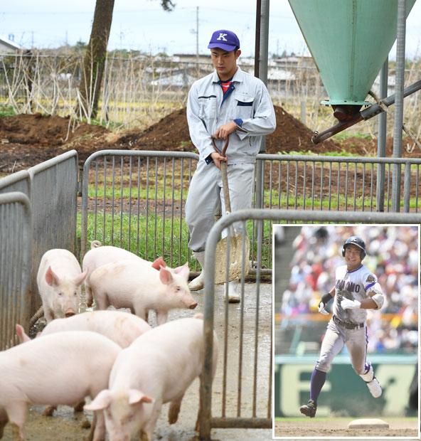 横浜戦で逆転本塁打を放った高橋佑輔君、生物資源科の実習中。豚の中には、８月１８日の近江戦で２ランスクイズを決めた頃に生まれた９匹の「金農ナイン」も含まれている（撮影／写真部・東川哲也）