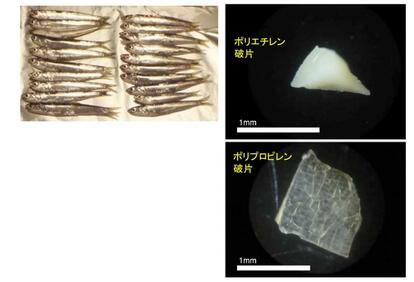 東京湾のイワシから見つかったマイクロプラスチック (東京農工大学の高田秀重教授作成)