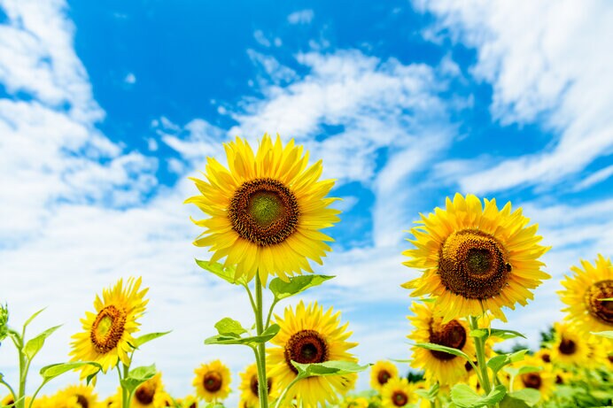 夏の空と雲を見よう