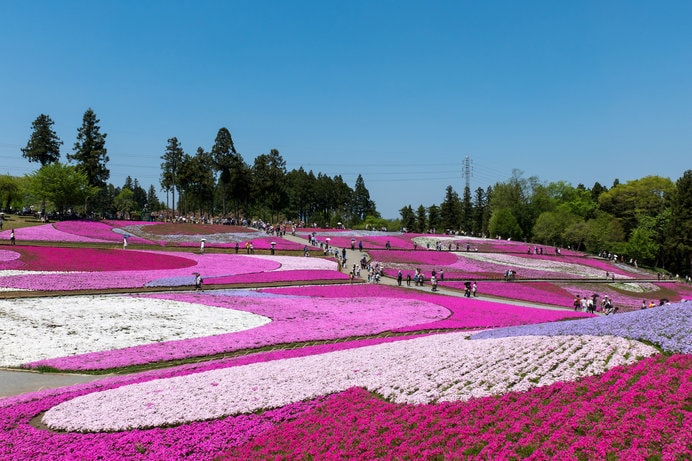 9種類の芝桜が織りなす花アート