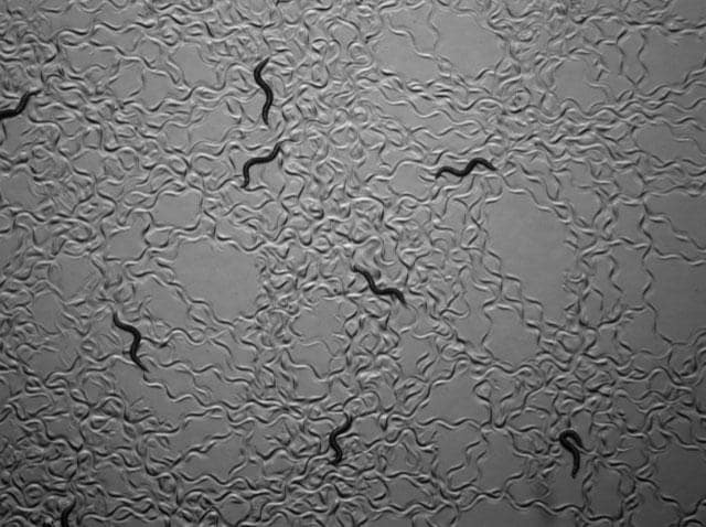 線虫の顕微鏡写真。線虫の体長は1ミリ程度＝森郁恵さん提供