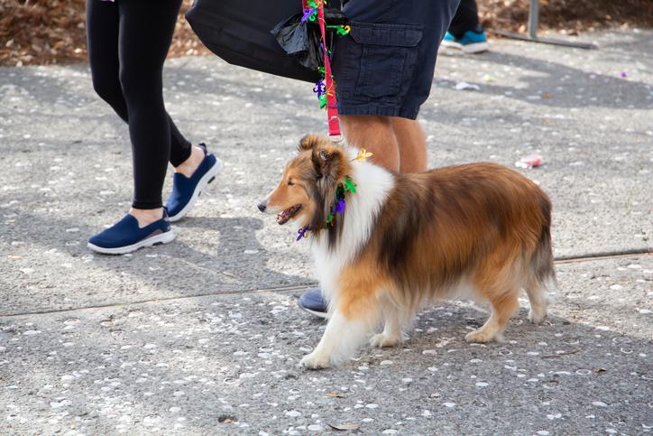 犬の散歩は日本よりも規制が厳しい海外でも認められているようだ※写真はイメージです（C）GettyImages／ucpage