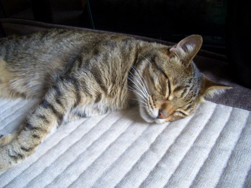 猫も人間も元気で長生きするには、やっぱり睡眠がいちばんなのかも