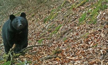 クマ被害急増ついに八王子にも出没?「人間がクマのすみかを奪っている」は間違い 専門家が語る本当の理由