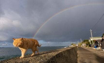 雨あがりの海沿いを歩く猫「虹の橋にいるみんな、元気かな～？」【沖昌之】