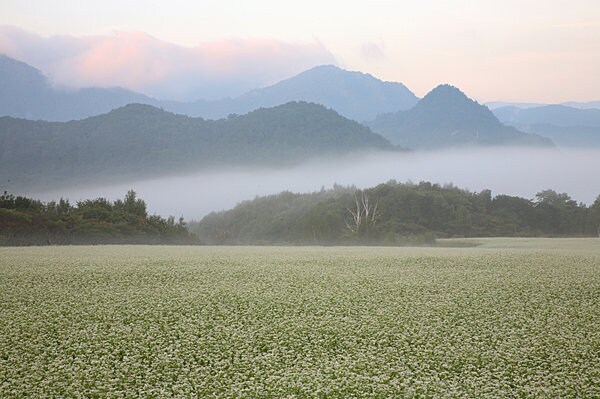 朝霧の蕎麦畑