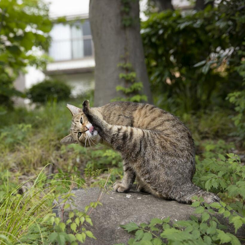 Ｃａｎｏｎ　ＥＯＳ－１Ｄ　Ｘ　Ｍａｒｋ　ＩＩＩ・ｆ３．５・１／１０００秒・ＩＳＯ４００（撮影／猫写真家・沖昌之）