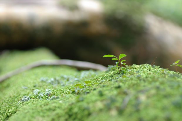 前世では梛の木と柳の木の夫婦で…（※イメージ）