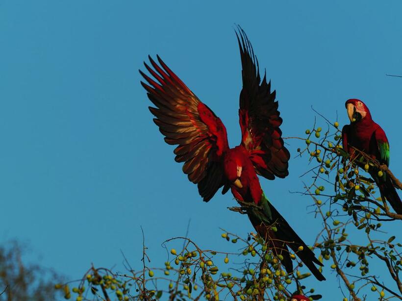 ベニコンゴウインコ　パンタナール（ブラジル）■オリンパスOM-D E-M1 MarkII・M.ズイコーデジタル ED 300ミリF4.0 IS PRO＋MC-14・ISO200・絞りf6.3・800分の1秒</p>

<p>