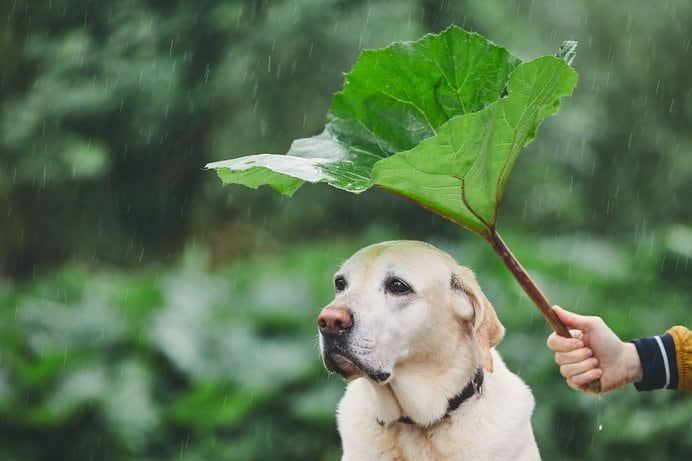 梅雨の時期、注意したい愛犬のトラブルってなに？