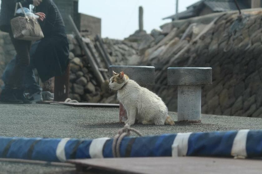 船着場で待つ猫（撮影／瀬戸内みなみ）