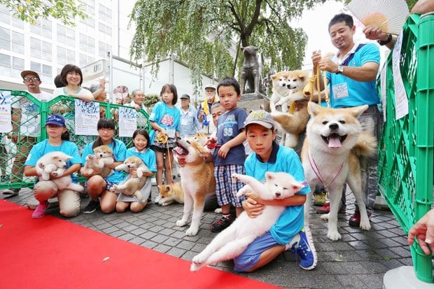 イベント当日は30度を超える真夏日。人間だけじゃなく、秋田犬にとってもうんざりな暑さだったはず(撮影/倉田貴志)