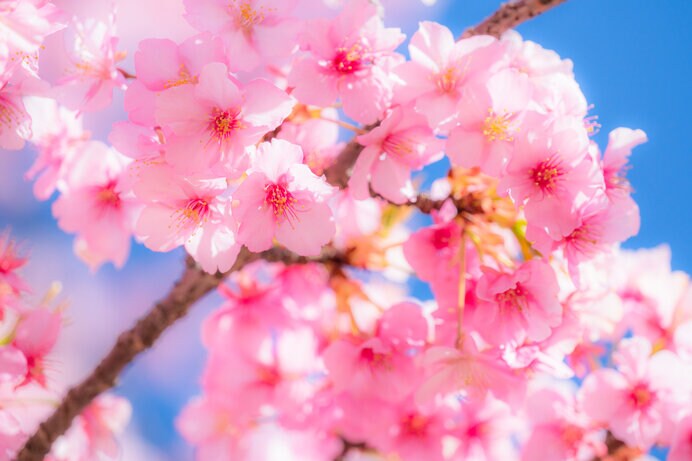 おうちお花見で春の訪れを楽しもう。