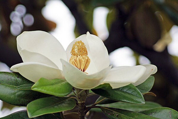 6月の花、泰山木の花言葉は「壮麗」