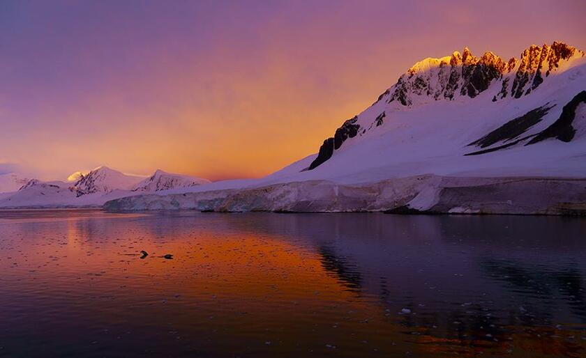 南極半島の空と海、雪山のすべてが薔薇色に染まる夕暮れ。風景に変化を与えたのは、海面に跳ね泳いだジェンツーペンギン（撮影：水口博也）