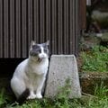 あくびのクセがすごすぎるグレ白猫さん「にゃ~、ふわぁああ~っ」【沖昌之】