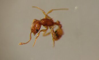 外来アリの好物は「ポテチ」「とんがりコーン」「シーチキン」? 意外に複雑なアリの「好み」