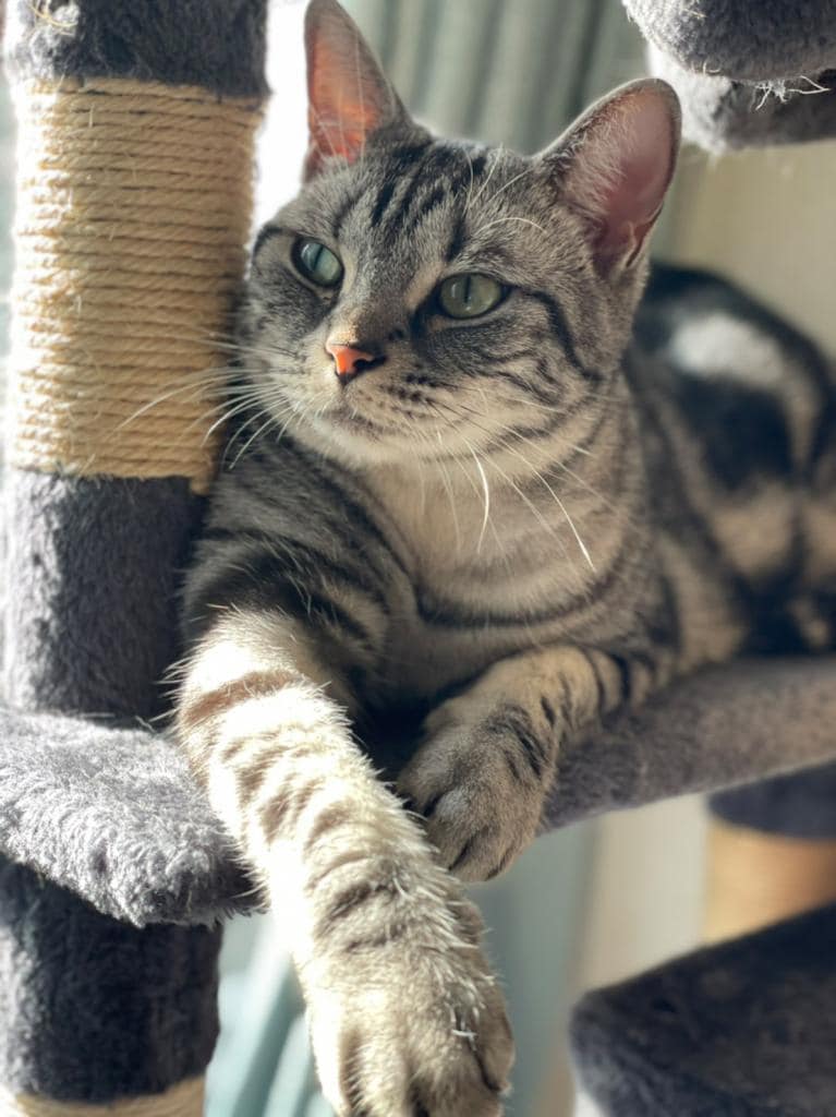 写真・図版（2枚目）| 今年もやります！  愛猫のとっておきの1枚をお送りください！