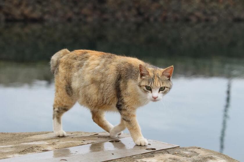 港を散歩する猫（撮影／瀬戸内みなみ）